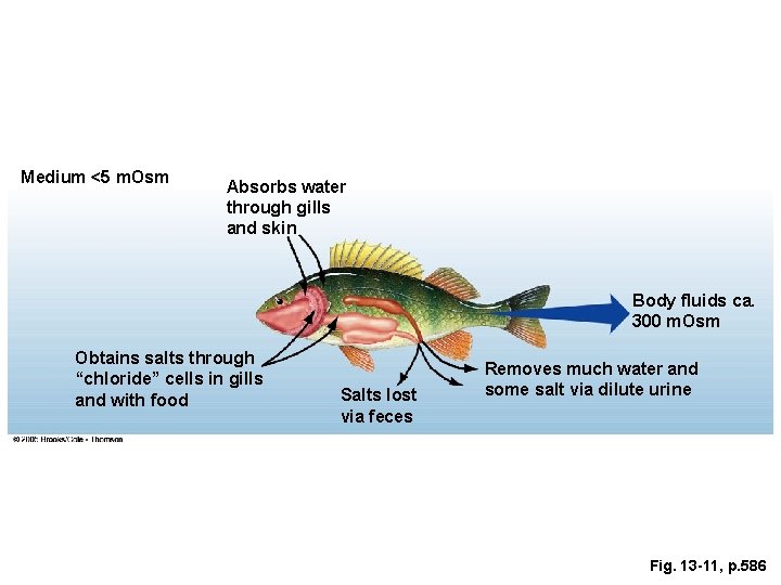 Medium <5 m. Osm Absorbs water through gills and skin Body fluids ca. 300