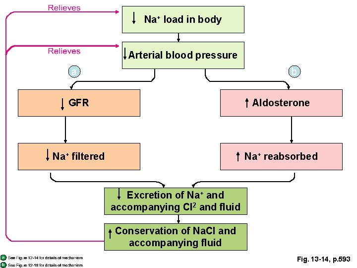 Na+ load in body Arterial blood pressure a b GFR Aldosterone Na+ filtered Na+