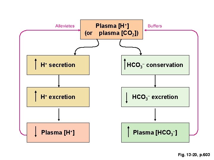 Plasma [H+] (or plasma [CO 2]) H+ secretion HCO 3– conservation H+ excretion HCO