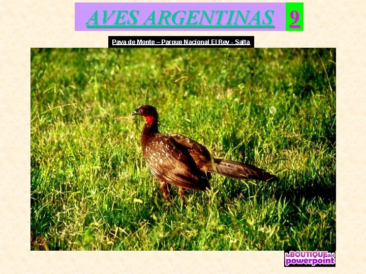 AVES ARGENTINAS 9 Pava de Monte – Parque Nacional El Rey - Salta 
