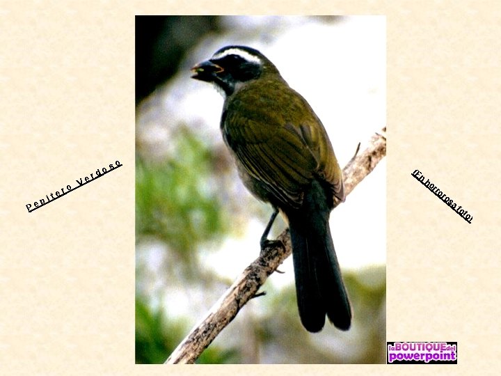 p Pe e it ro r Ve s do o (E n ho rr