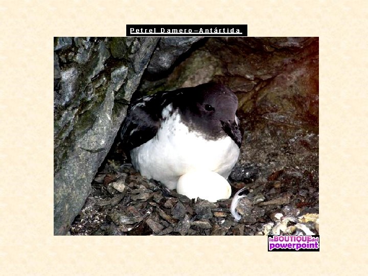 Petrel Damero–Antártida 