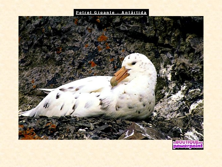 Petrel Gigante - Antártida 