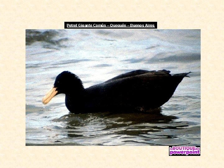 Petrel Gigante Común – Quequén – Buenos Aires 