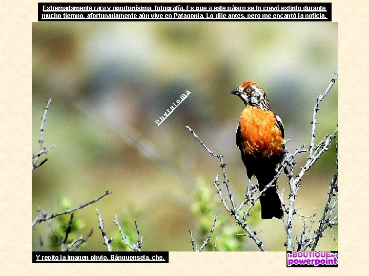 P h y to to m a Extremadamente rara y oportunísima fotografía. Es que