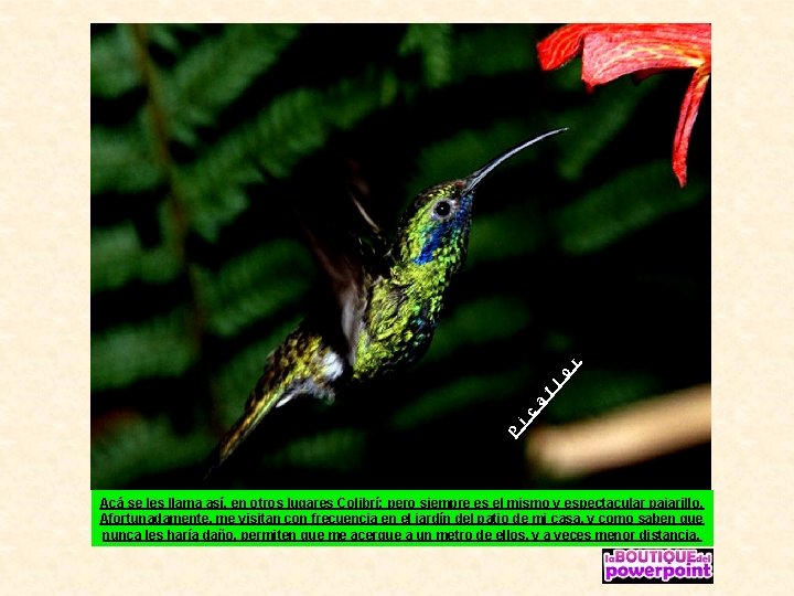 r o l f a c i P Acá se les llama así, en