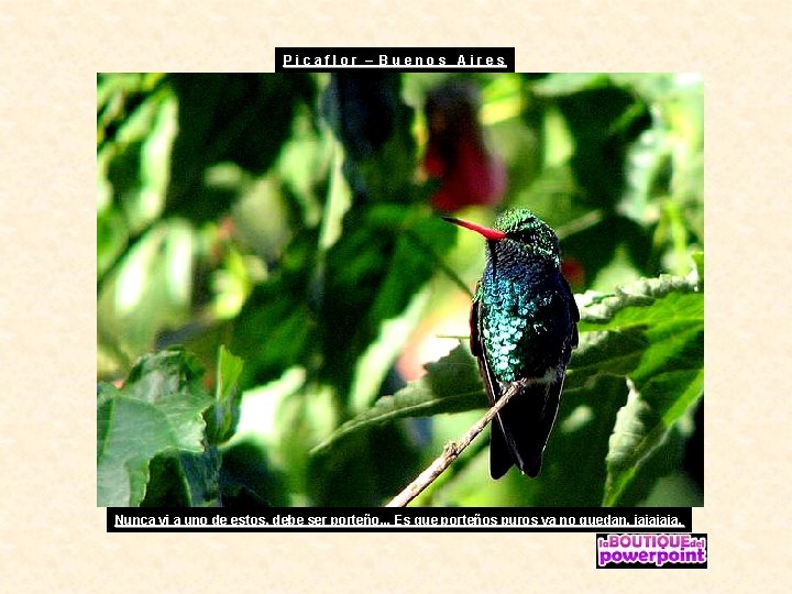 Picaflor – Buenos Aires Nunca vi a uno de estos, debe ser porteño. .