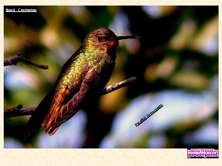 Iberá - Corrientes o ro f ca i P l B or ad e