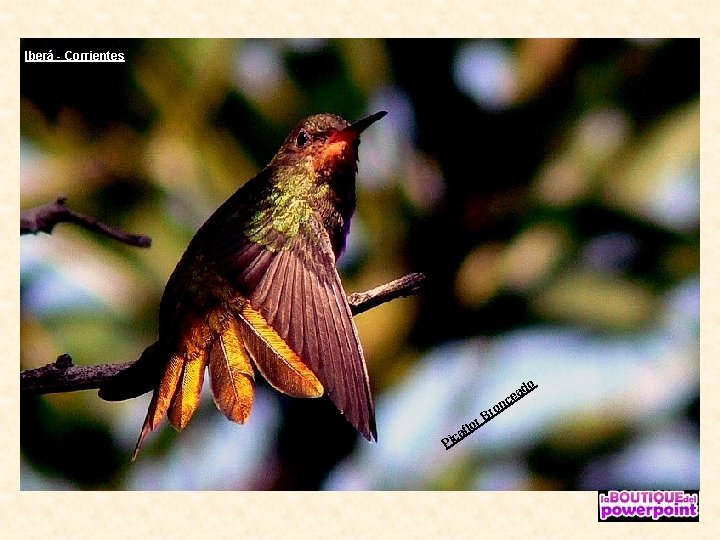 Iberá - Corrientes on o ad e c ca Pi flo r r. B