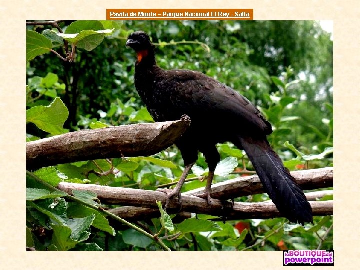 Pavita de Monte – Parque Nacional El Rey - Salta 