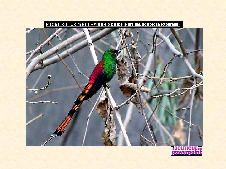 P i c a f l o r C o m e t a