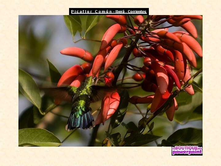 P i c a f l o r C o m ú n –