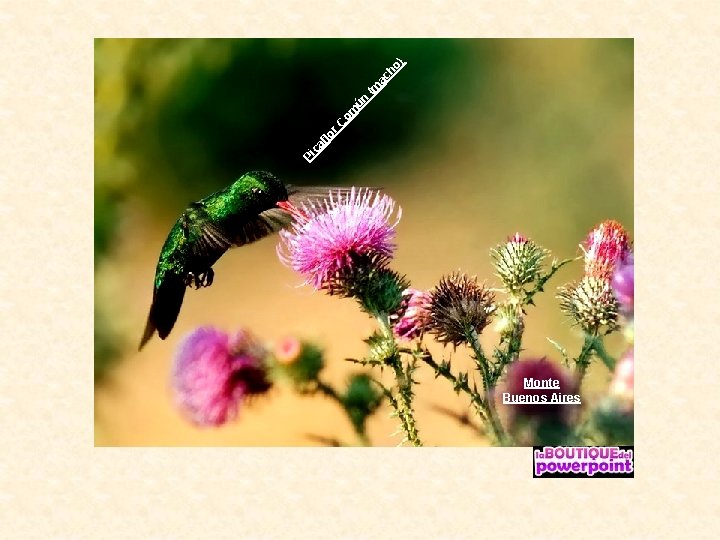 Monte Buenos Aires Pi ún om lo r. C ca f ac (m ho