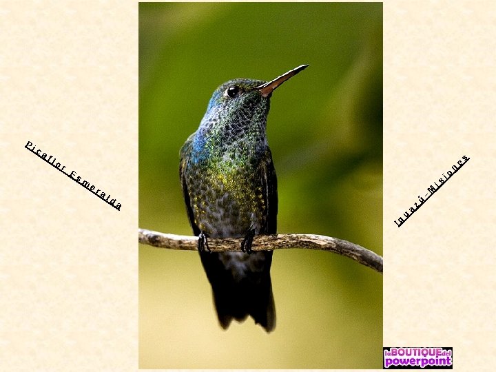 P ic af lo r E sm er al da Ig u a z