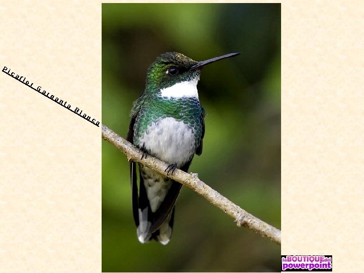 Pi ca fl or G ar ga nt a Bl an ca 