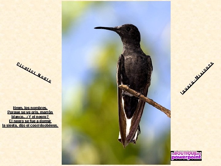 s e n io Ne gr is or M fl o – ca Ig