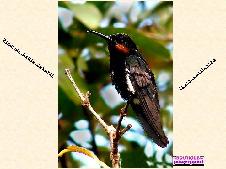 P ic af lo r N eg ro Ju ve n il Ib e