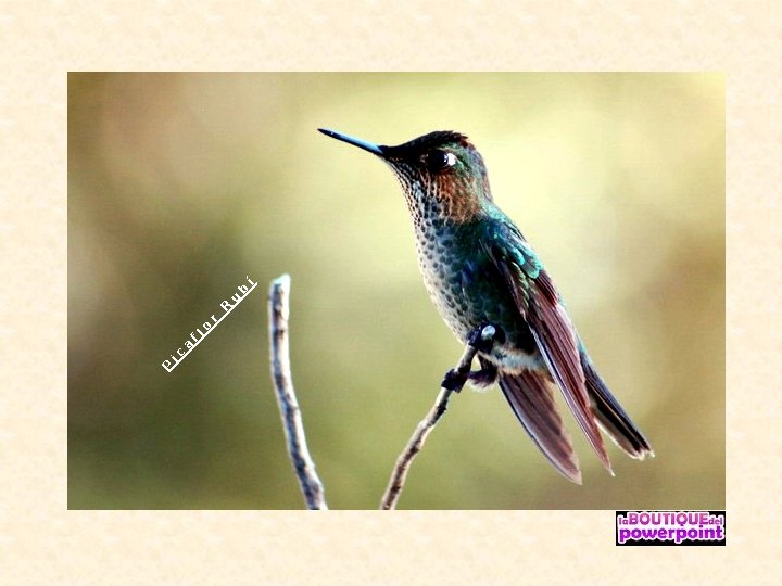 P ic a fl o r R u b í 