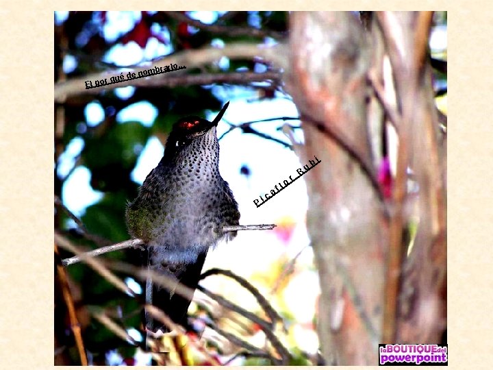 . . . brarlo m o n de r qué o p l E