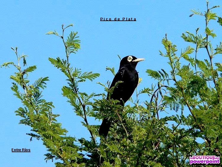 Pico de Plata Entre Ríos 