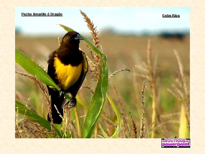 Pecho Amarillo ó Dragón Entre Ríos 