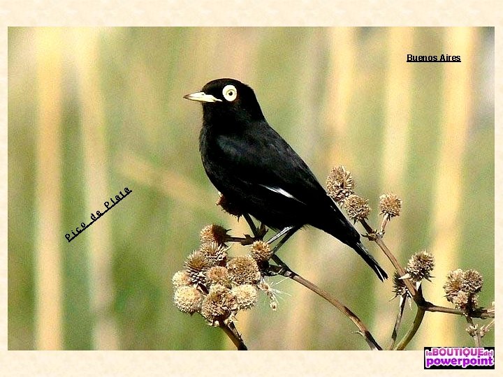 Buenos Aires P ic o d e P la ta 