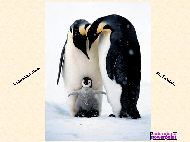 P i ü ng i no R ey en fa m il ia 