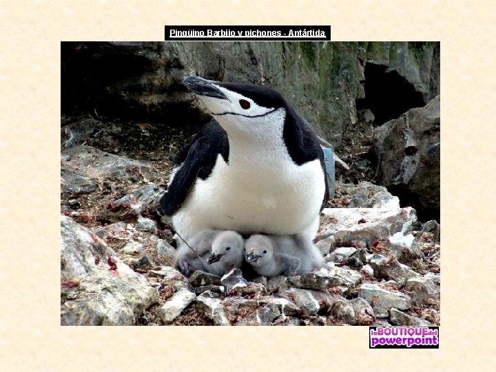 Pingüino Barbijo y pichones - Antártida 