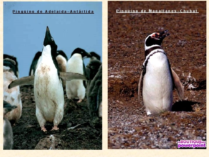 Pingüino de Adelaida–Antártida Pingüino de Magallanes–Chubut 