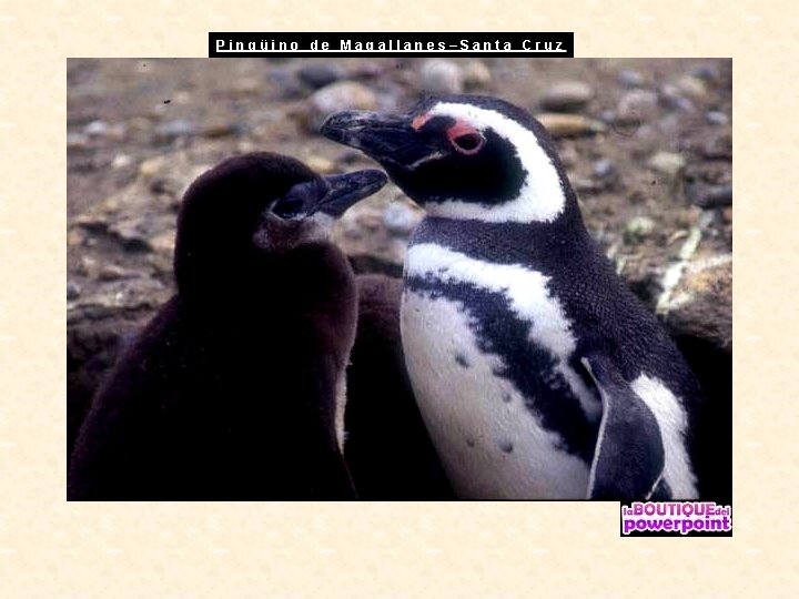 Pingüino de Magallanes–Santa Cruz 