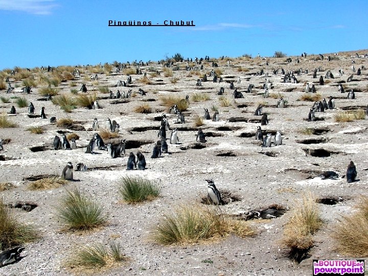 Pingüinos - Chubut 