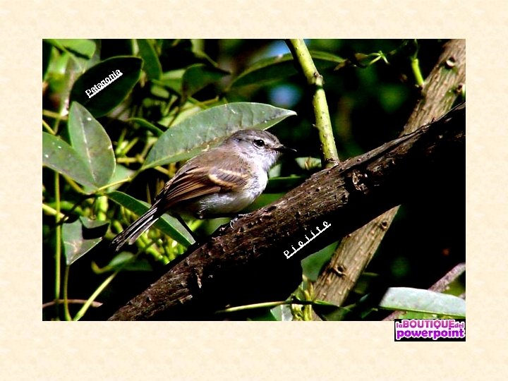 a ni o g ta a P P i o j i t o