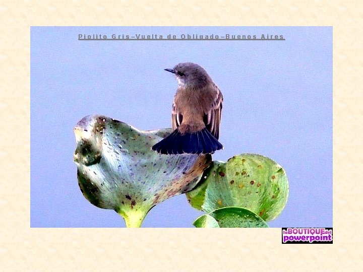 Piojito Gris–Vuelta de Obligado–Buenos Aires 