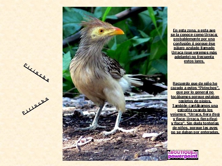 P P En esta zona, a esta ave se la conoce como Urraca; probablemente