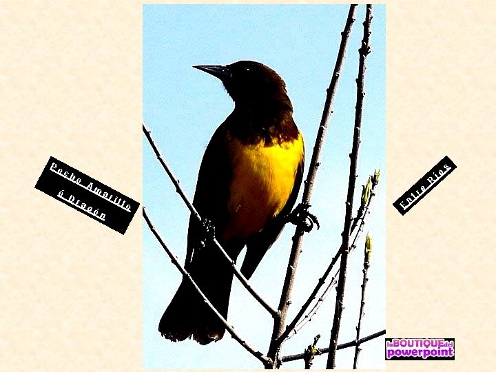 Pe ó ch o Dr Am ag ar ón il lo E n t