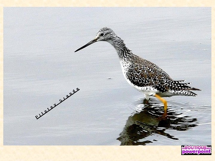 P i t o y G r a n d e 