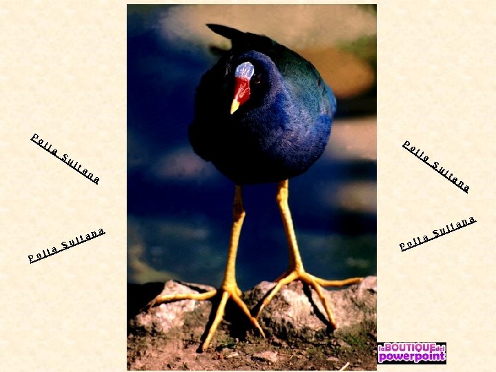 P ol Po la lla P S ul Su ta o ll a na