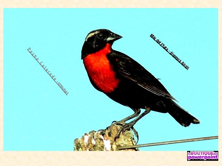 M ar de P la ta e – Bu c en os h o