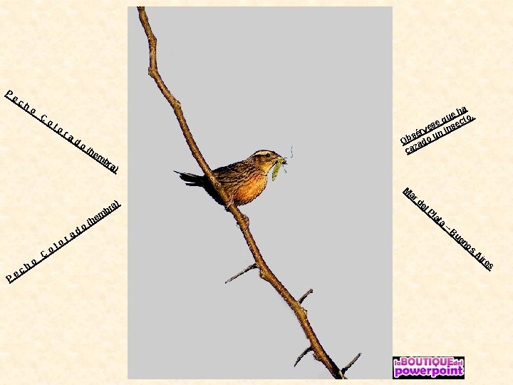 P ec h o C o lo ra d o a e h o.