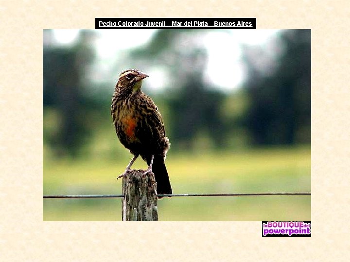 Pecho Colorado Juvenil – Mar del Plata – Buenos Aires 