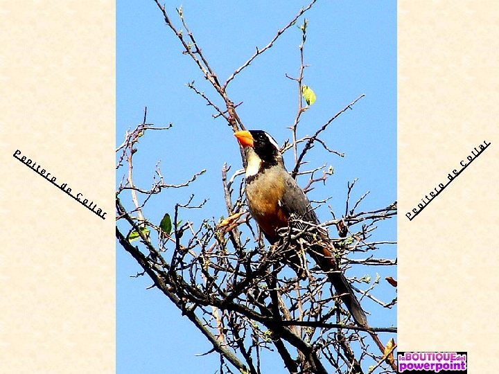 P ep it er o d e C o ll ar P e p