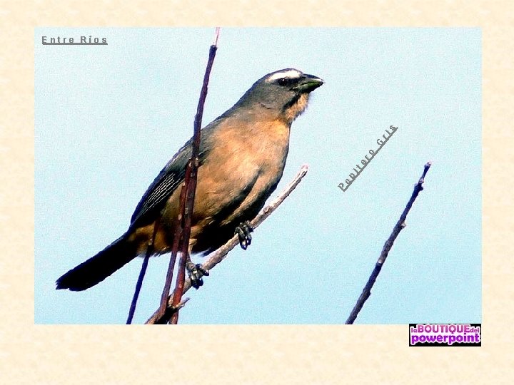 P e p it e ro G ri s Entre Ríos 