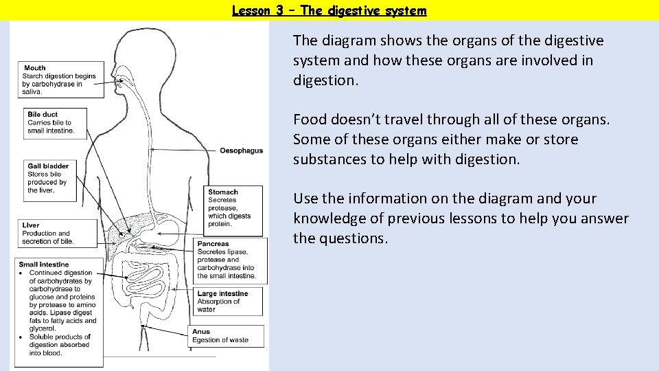 Lesson 3 – The digestive system The diagram shows the organs of the digestive
