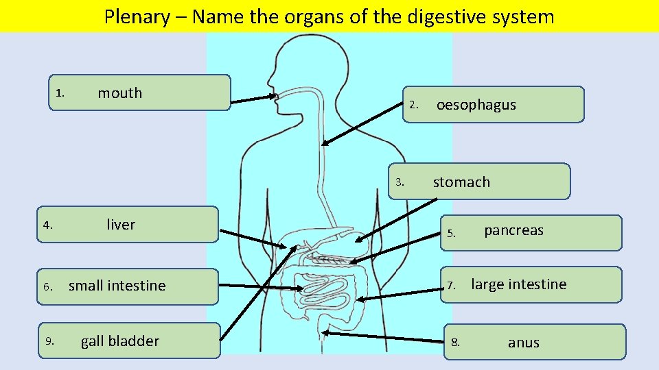 Plenary – Name the organs of the digestive system 1. mouth 2. 3. 4.