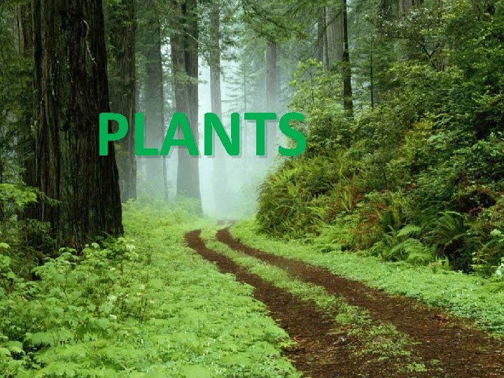 PLANTS 