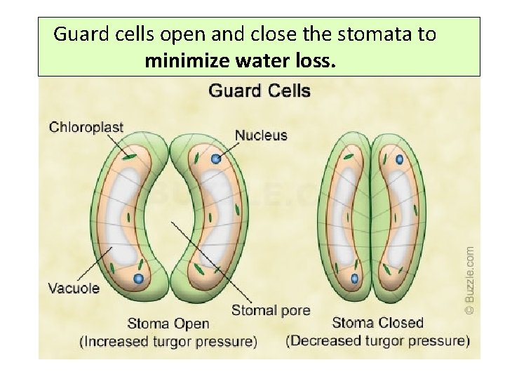 Guard cells open and close the stomata to minimize water loss. 