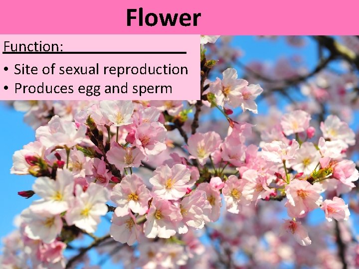 Flower Function: • Site of sexual reproduction • Produces egg and sperm 