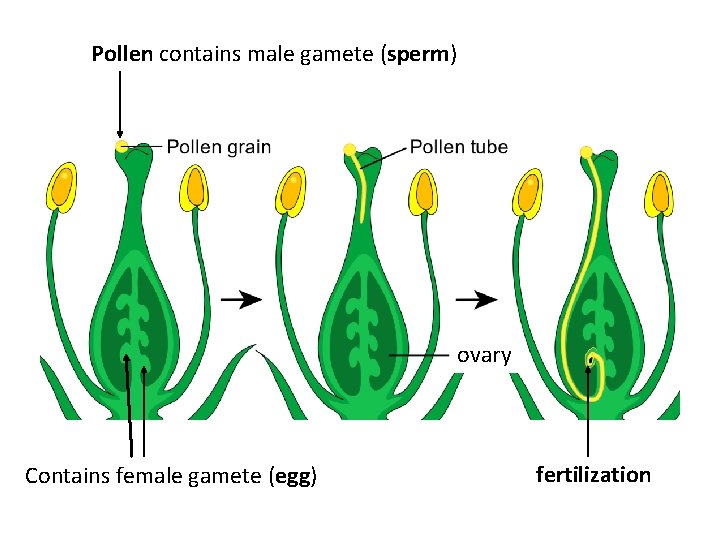 Pollen contains male gamete (sperm) ovary Contains female gamete (egg) fertilization 