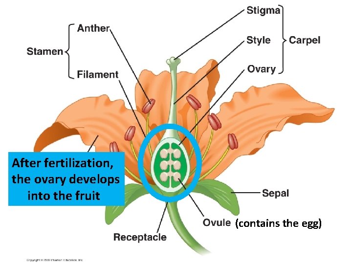 After fertilization, the ovary develops into the fruit (contains the egg) 