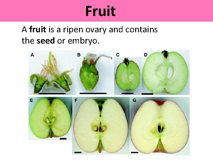 Fruit A fruit is a ripen ovary and contains the seed or embryo. 